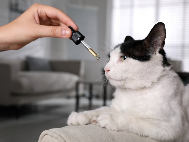 Teebaumöl wird der Katze vor die Nase gehalten