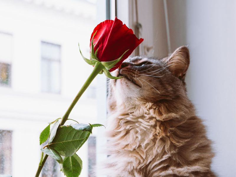 Ungiftige Blumen Katzen Rose auf der Fensterbank