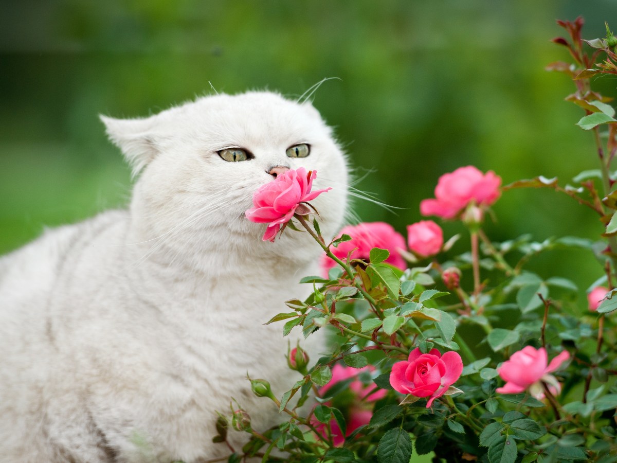 Ungiftige Gartenpflanzen für Katzen Rosen