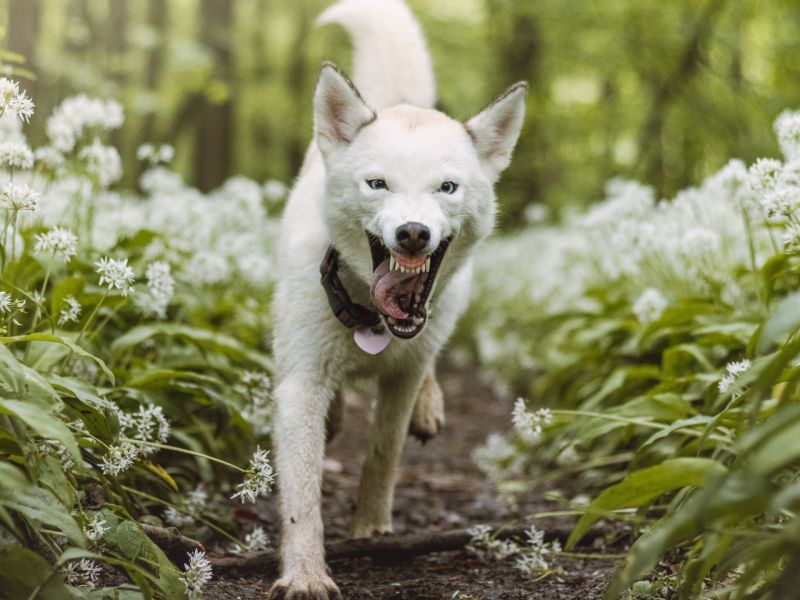 Hund läuft durch Bärlauch Sträucher