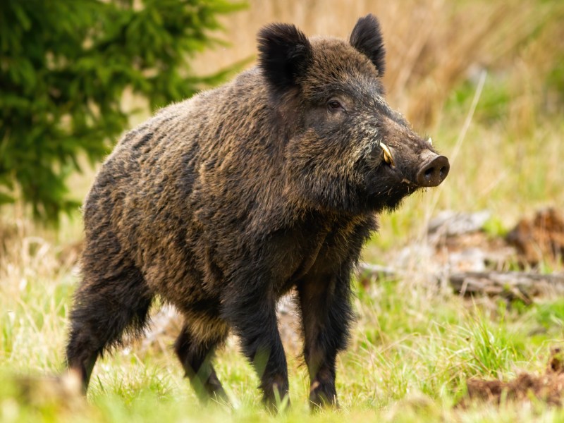 Begegnung im Wald mit Wildschwein