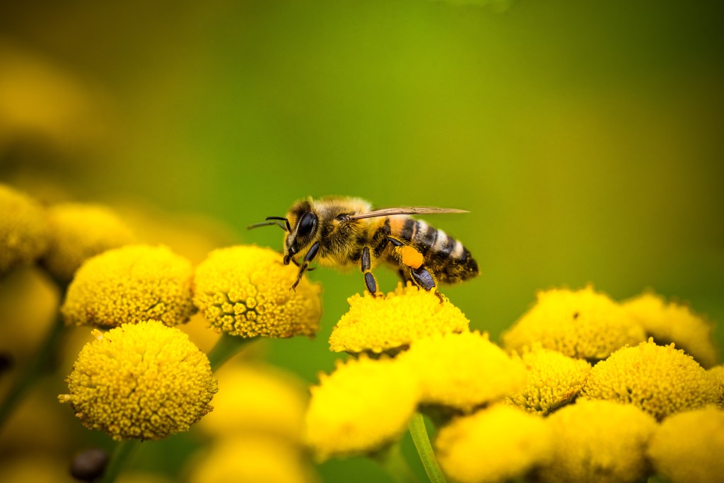 Biene auf Blume