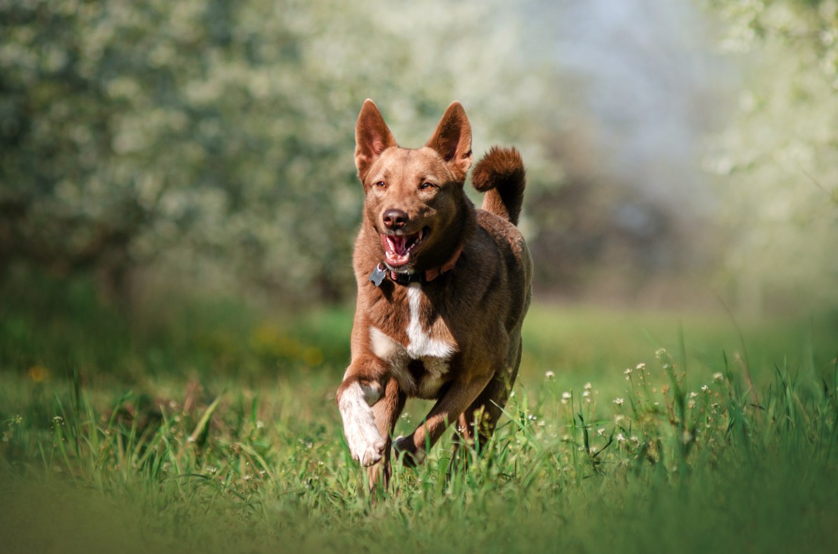 Hund im Frühling