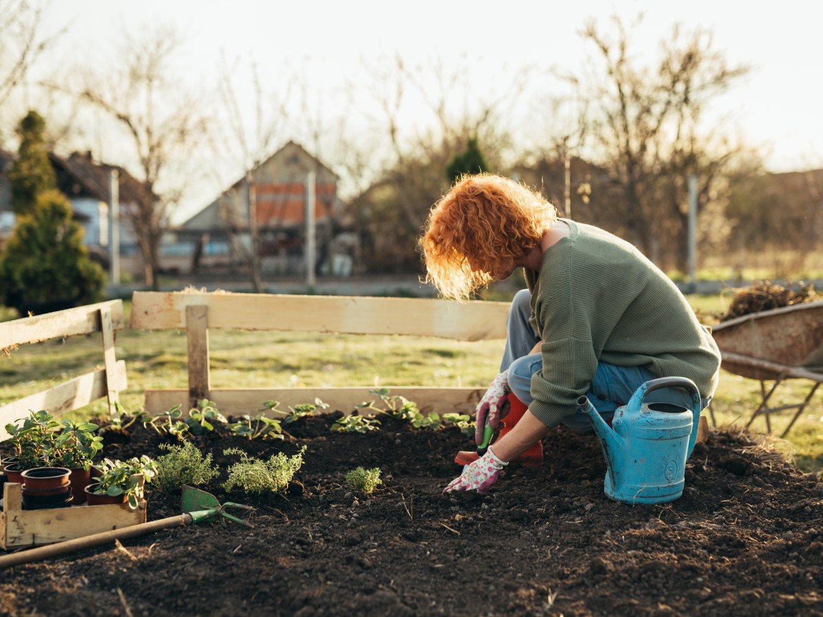 Gestaffelte Aussaat im Garten: Das sind die Vorteile