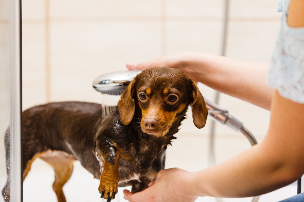 Hund wird gebadet