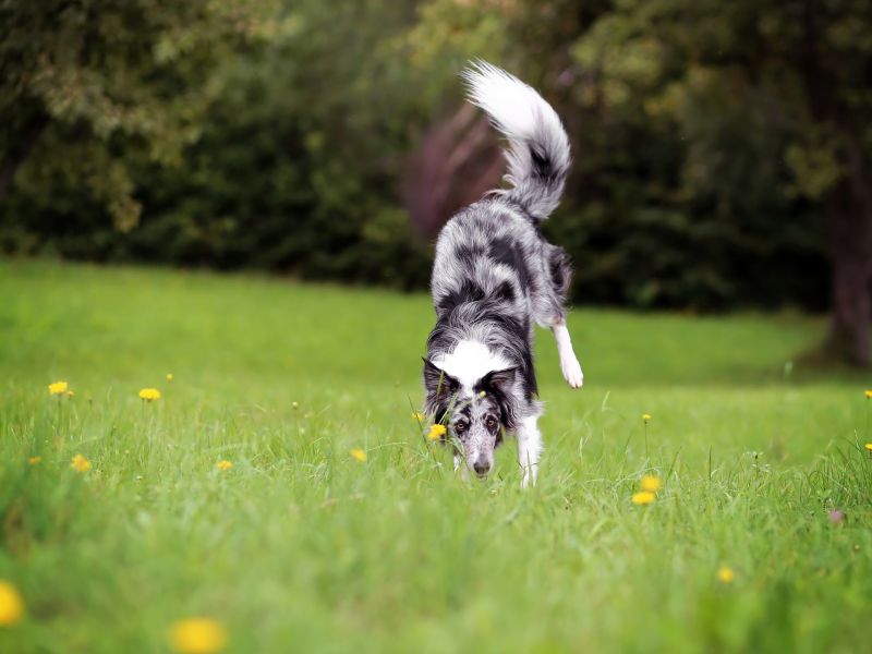 Hund pinkelt im Handstand