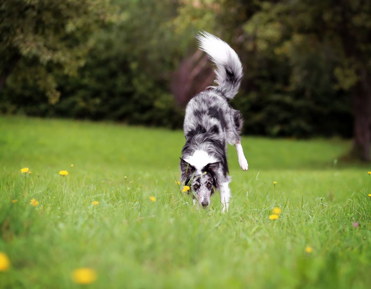 Hund pinkelt im Handstand