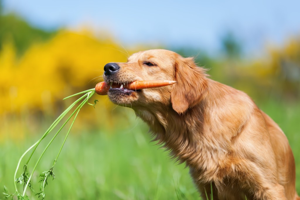 Hund mit Karotte im Maul