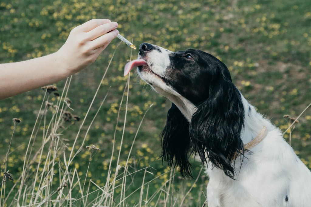 Hund frisst Öl