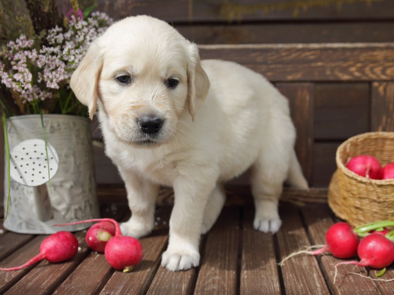 Hund Radieschen