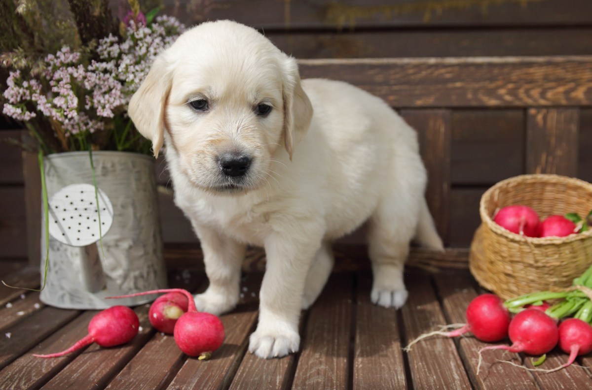 Hund Radieschen