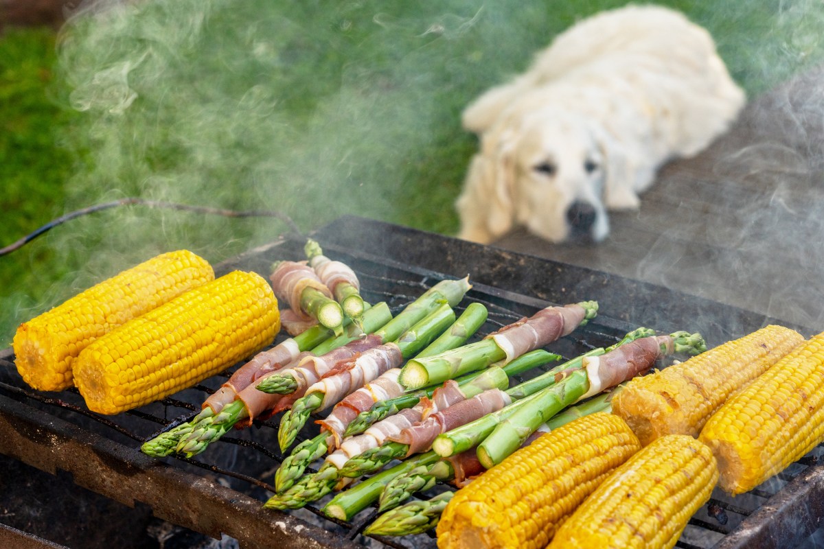 Hund und Spargel