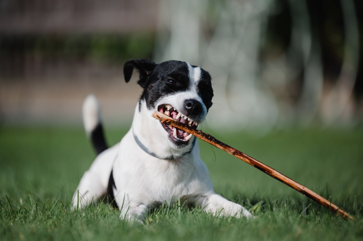 Hund mit Stock