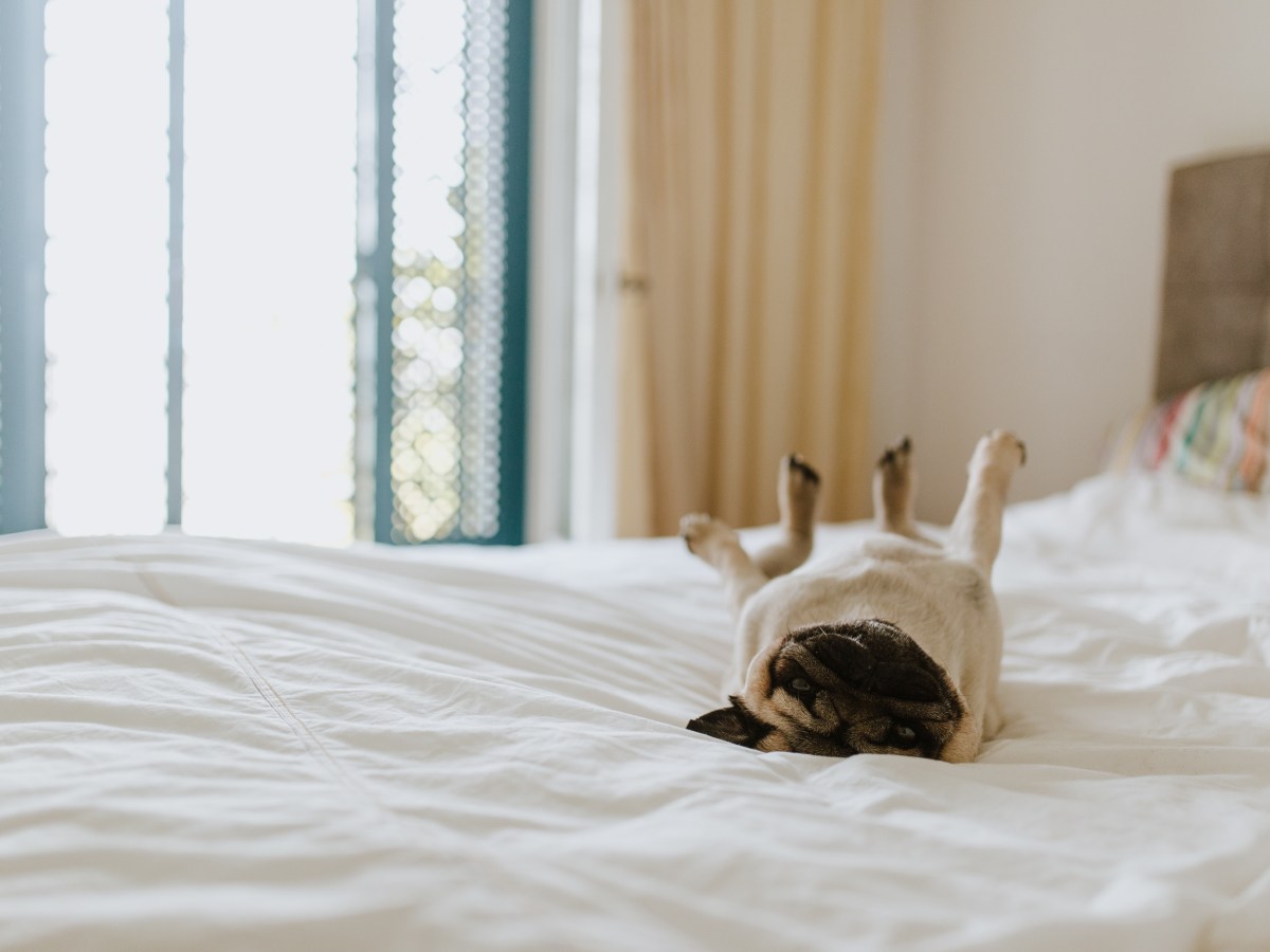 Hund im Hotelbett