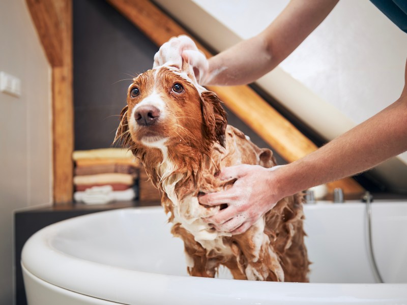 Hund in der Badewanne