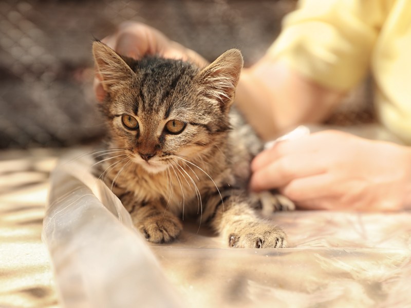 Kater im Tierheim wird gestreichelt