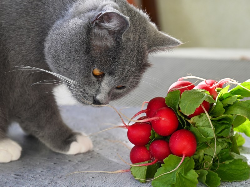 Katze schnüffelt Radieschen Bund