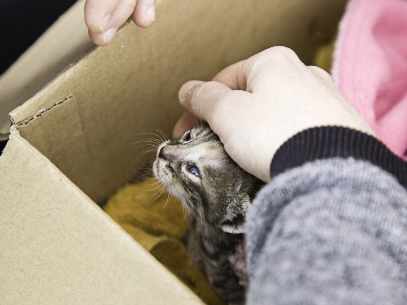 Katze steckt fest in Karton