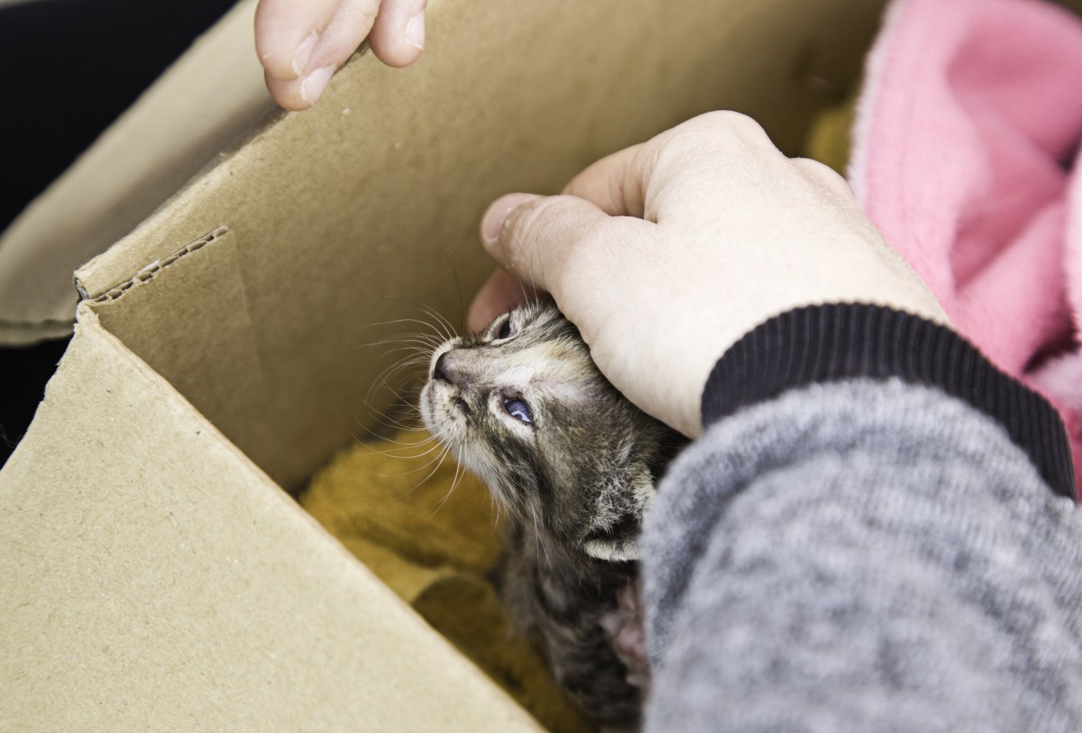 Katze steckt fest in Karton