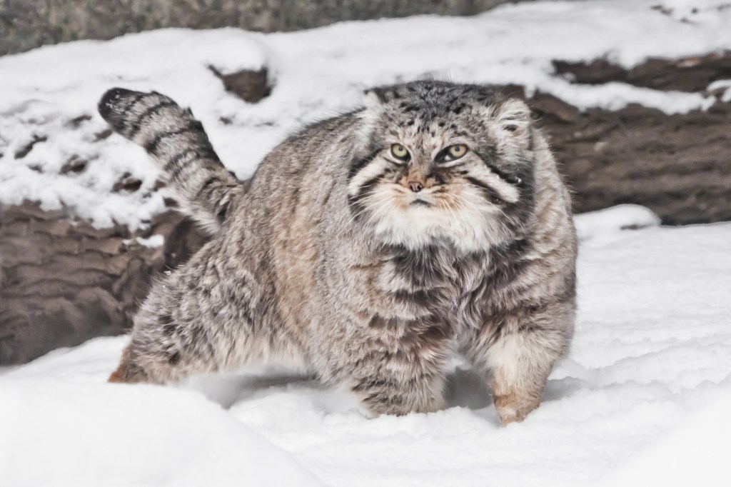 Manul im Schnee