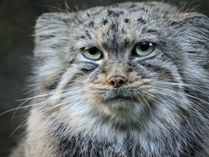 Pallas Katze im Portrait