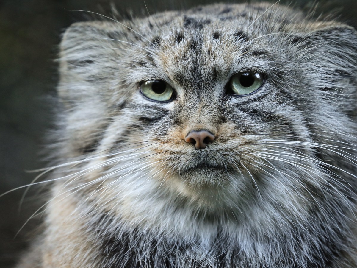 Pallas-Katze: So hilfst du mit, die gefährdeten Exoten zu schützen