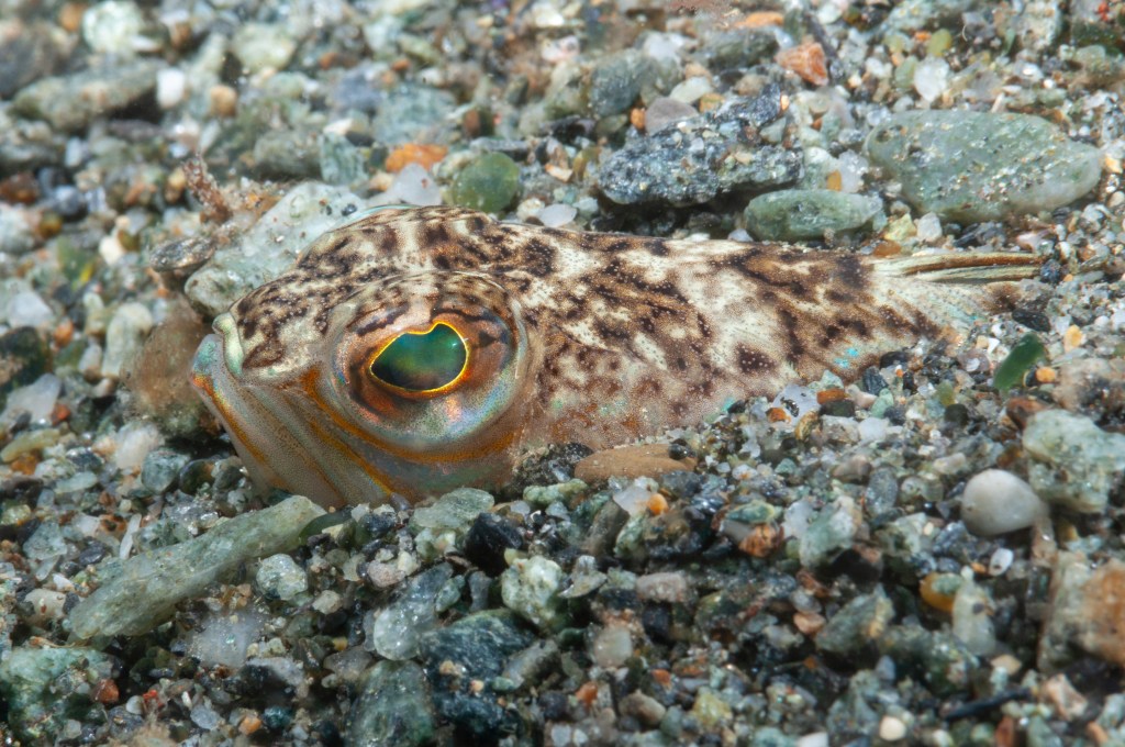 Petermännchen steckt im Sand