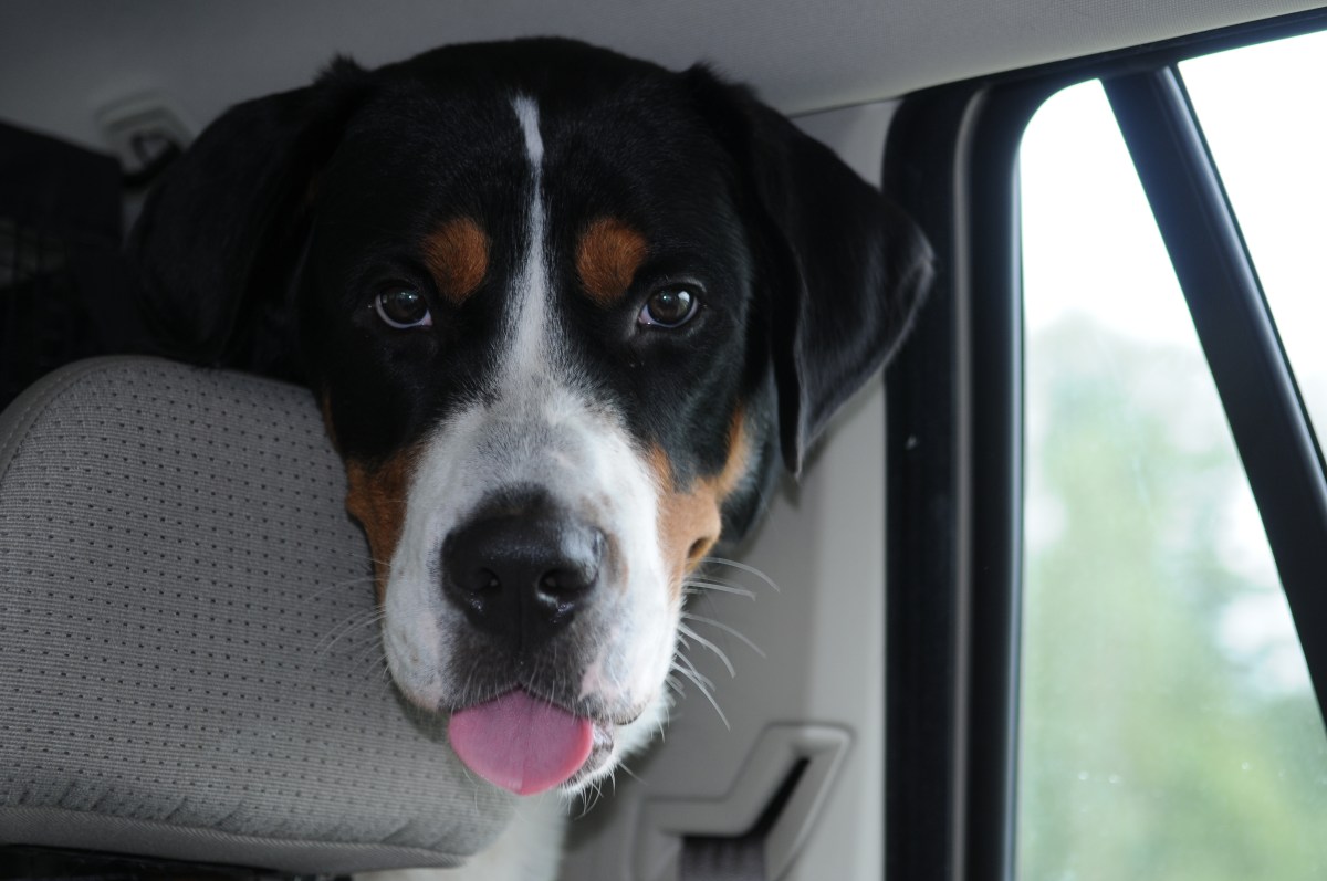 Schweizer Sennenhund im Auto