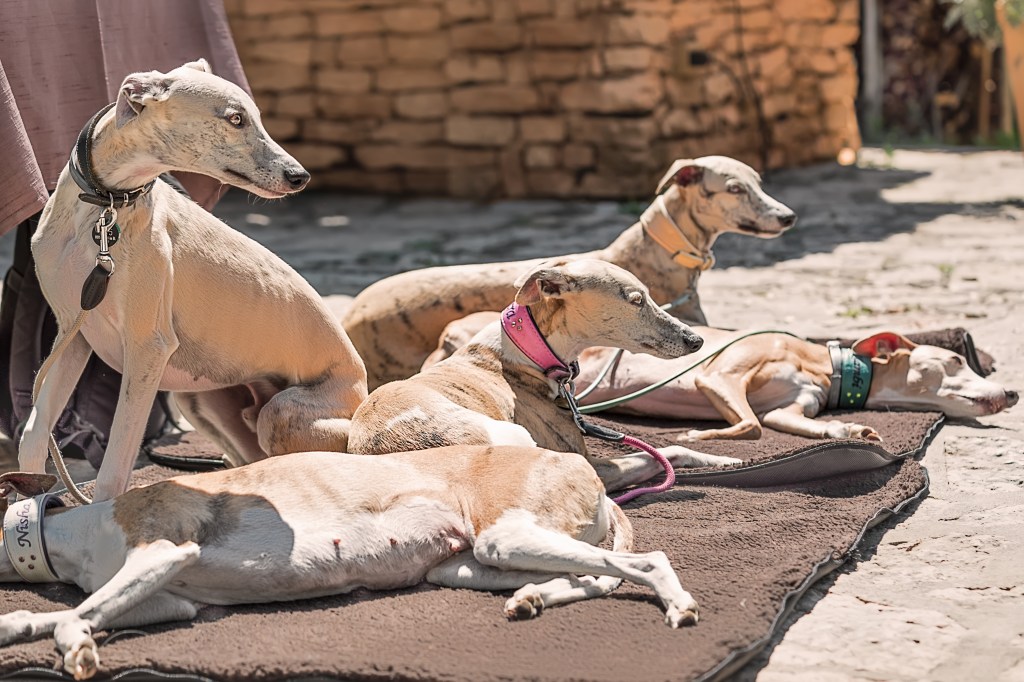 Spanische Windhunde