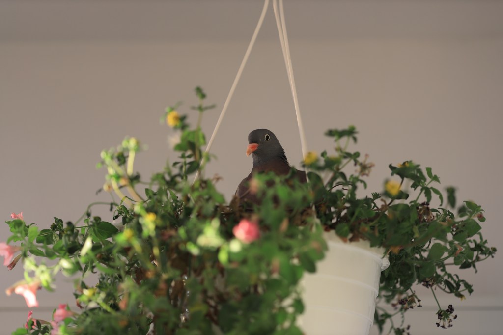 Taube auf dem Balkon