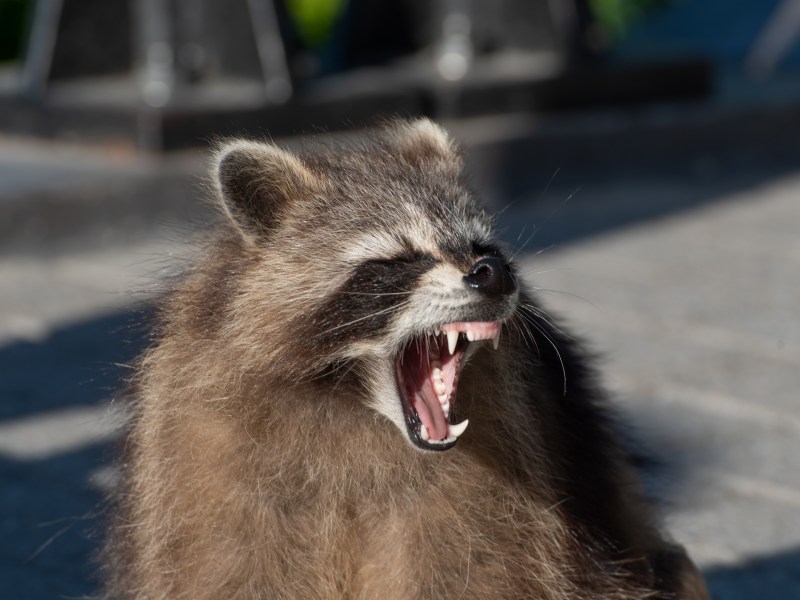 Waschbär böse Deutschland