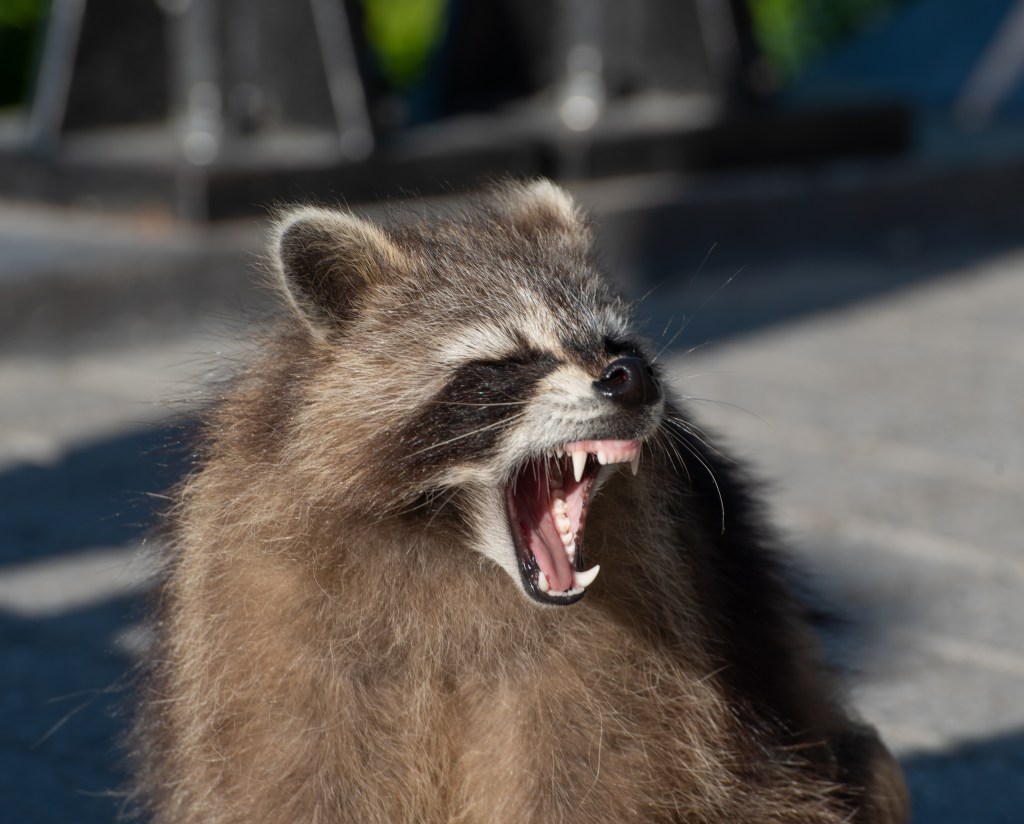 Waschbär böse Deutschland