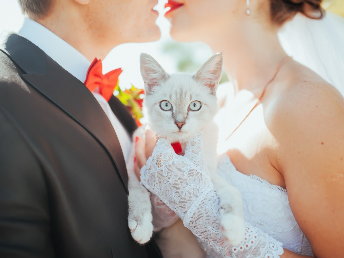 USA: Streunende Katze crasht Hochzeit & wird später adoptiert