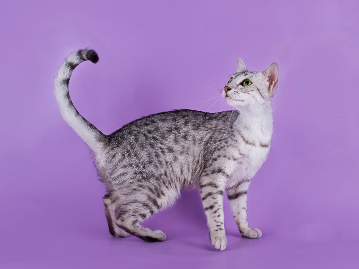 Einzigartige und schlaue Katzenrasse: Die Ägyptisch Mau im Steckbrief