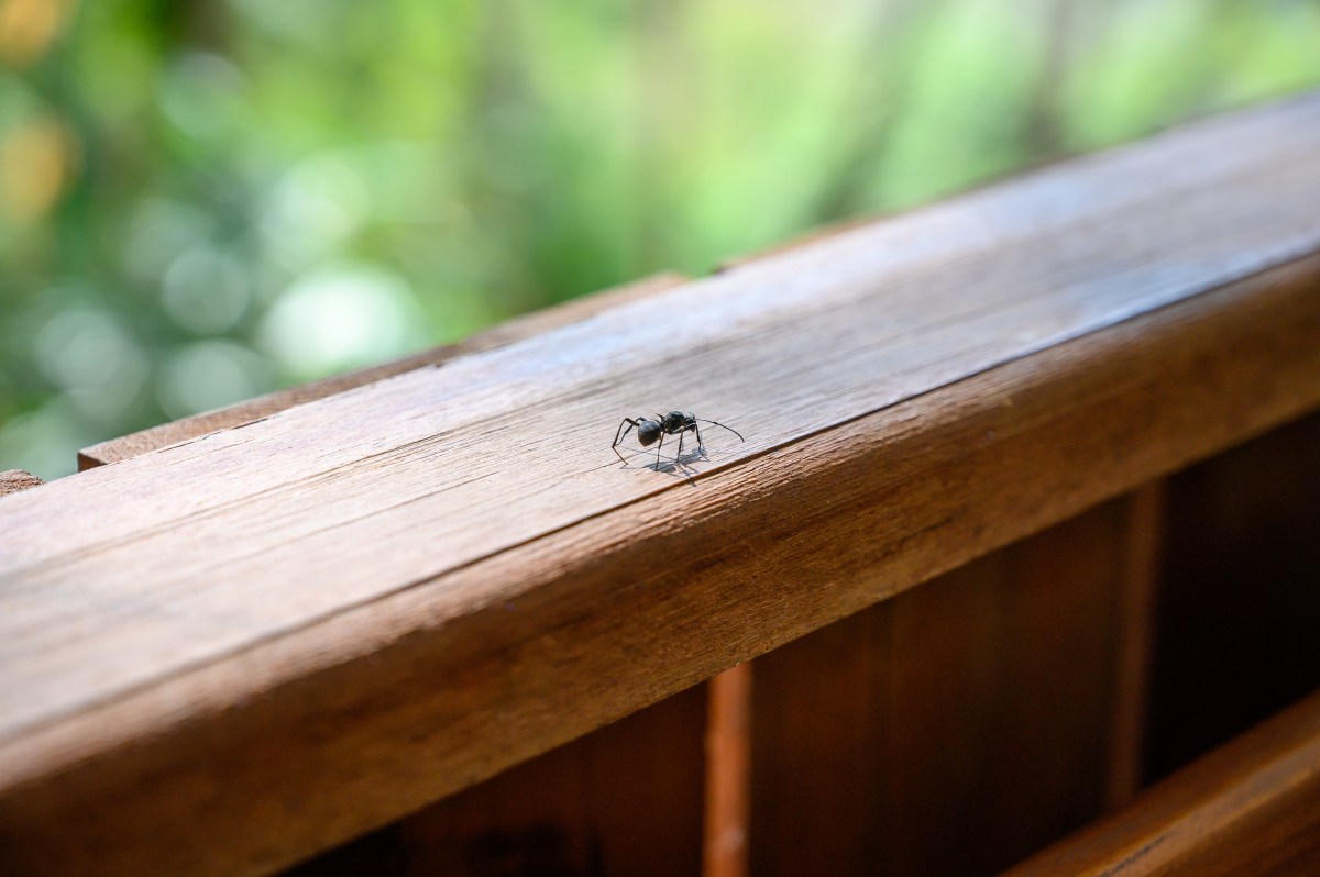 Ameise auf dem Balkon