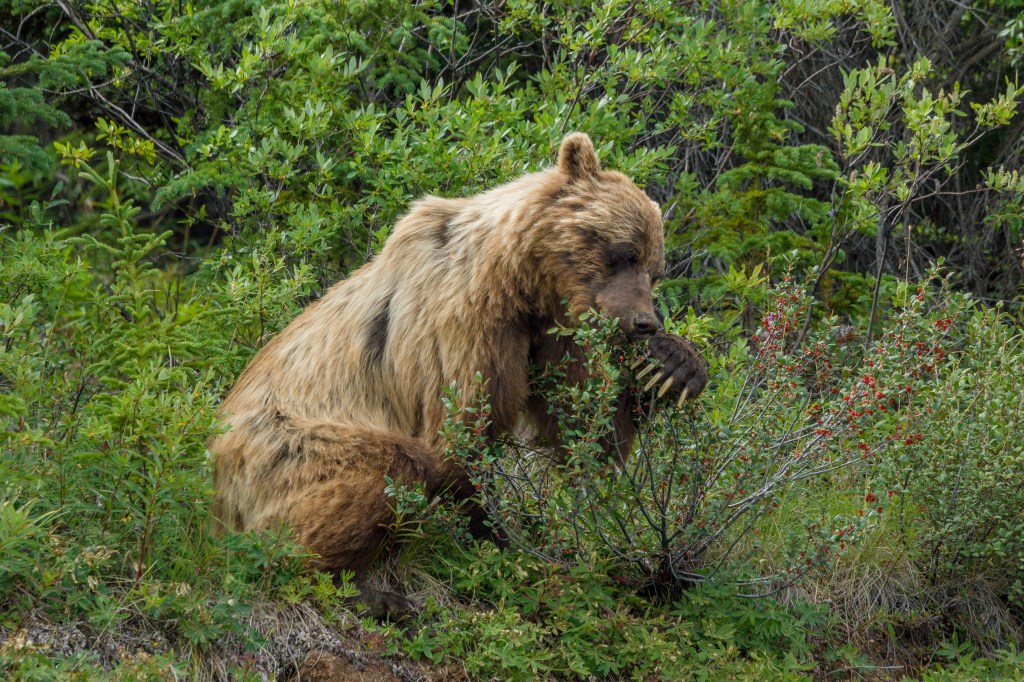 Bär beim Beeren-Essen