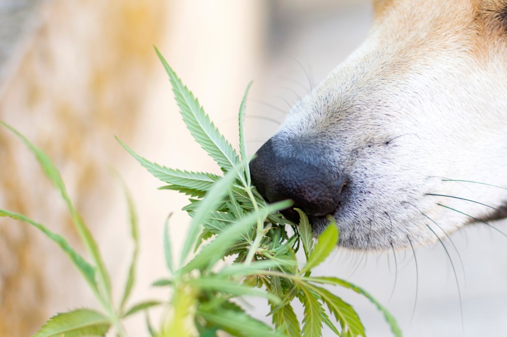 Hund riecht an Cannabis