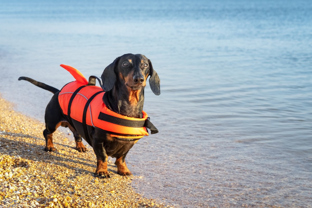 Dackel mit Schwimmweste