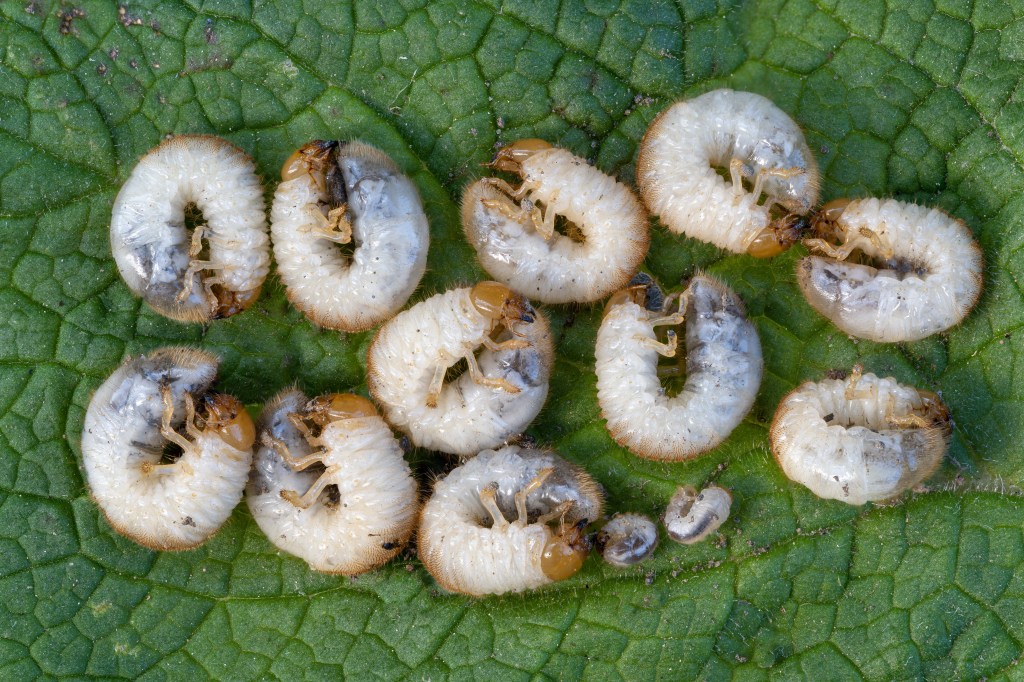 Engerlinge im Garten