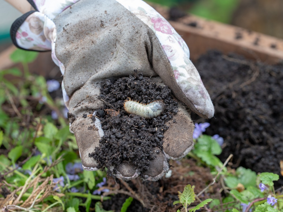 Engerlinge im Garten: So wirst du das Ungeziefer los