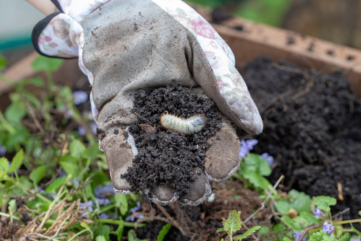 Engerlinge im Garten