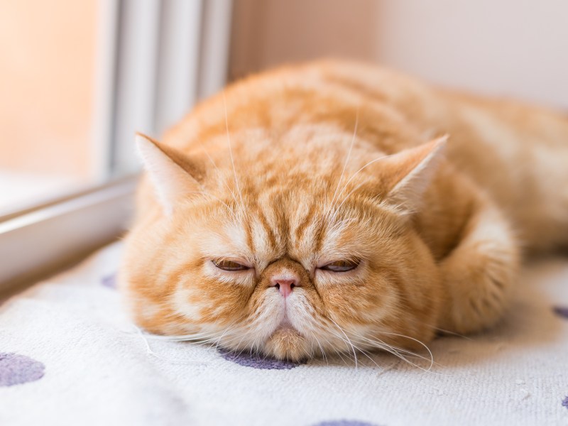 Exotische Kurzhaarkatze in rot liegt auf der Fensterbank