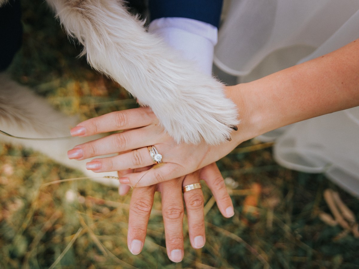 Liebe auf vier Pfoten: Verletzter Hund wird neun Tage vor der Vermählung zum Hochzeitswunder