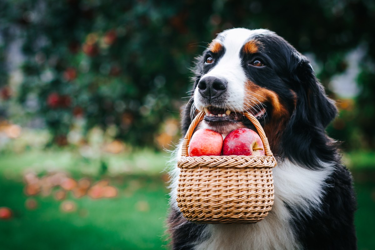 Hund mit Äpfeln