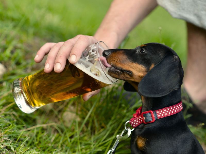 Hund trinkt Bier