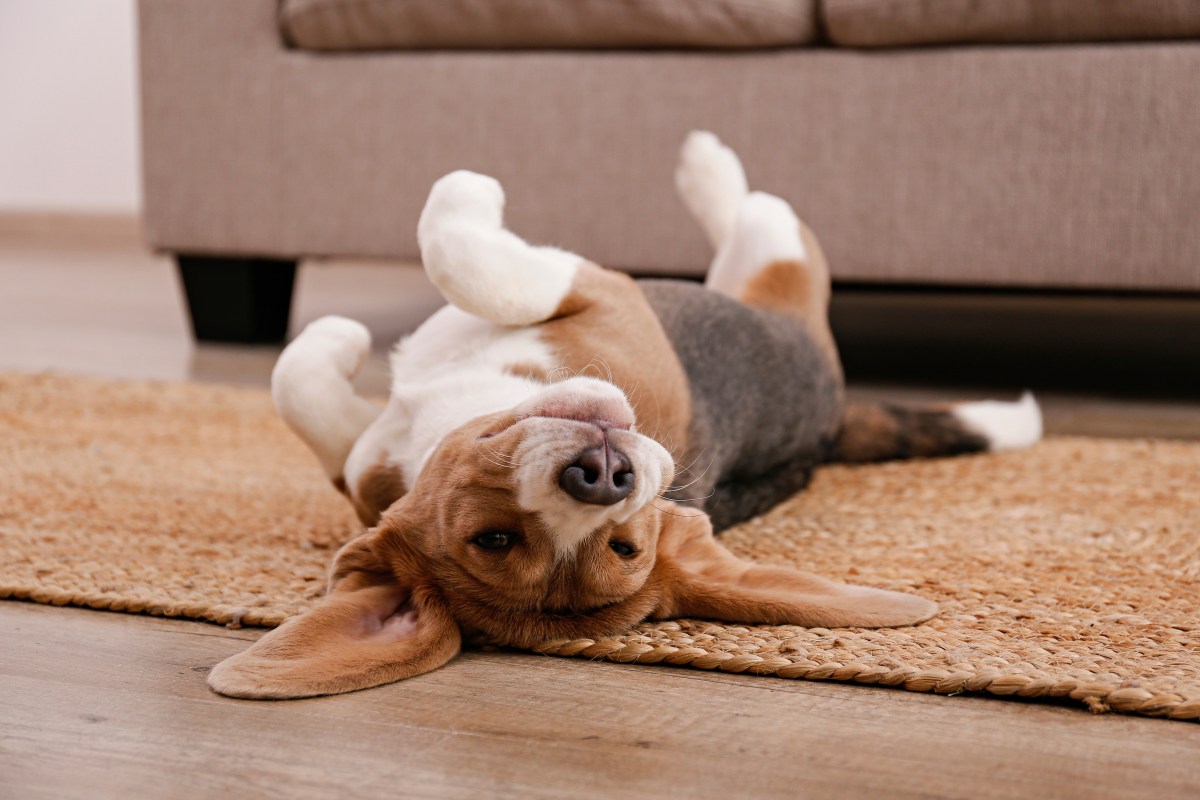 Hund wälzt sich auf dem Boden