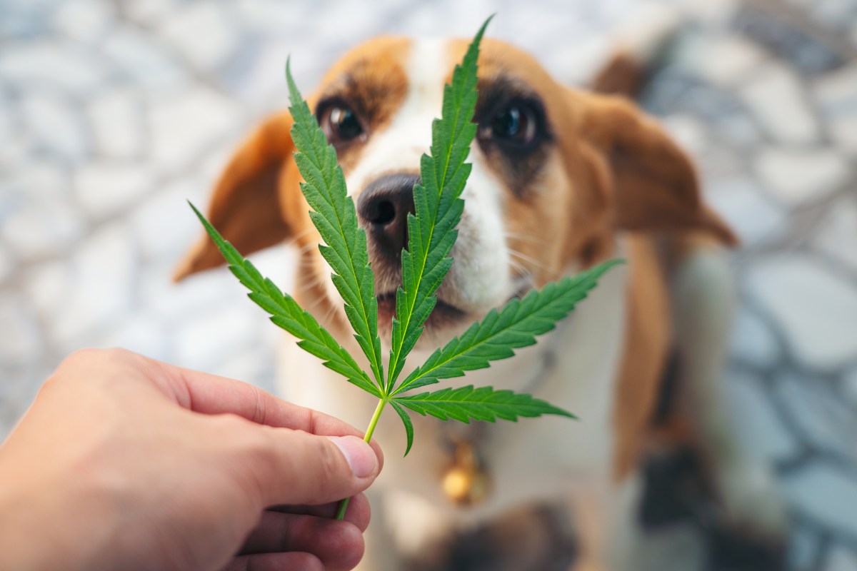 Hund mit Cannabis-Blatt