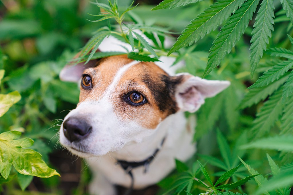 Hund in Cannabispflanzen