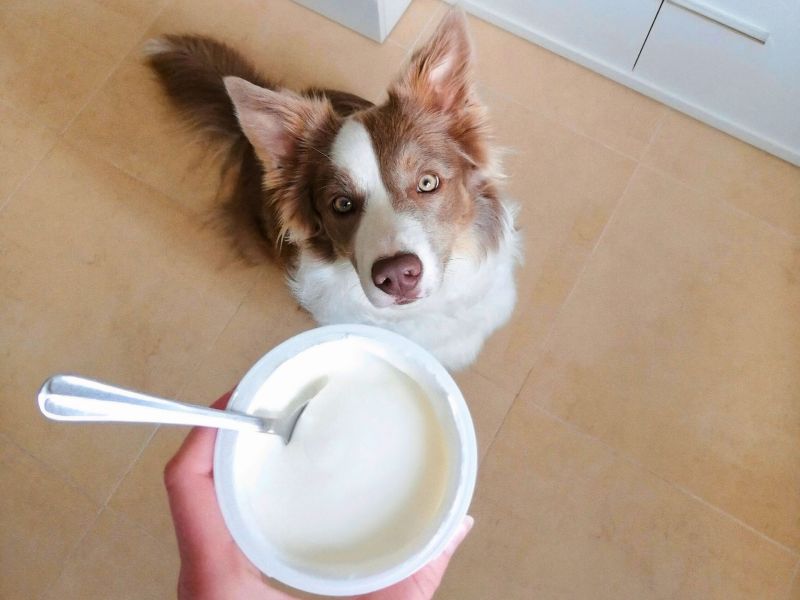 Hund mit Joghurt