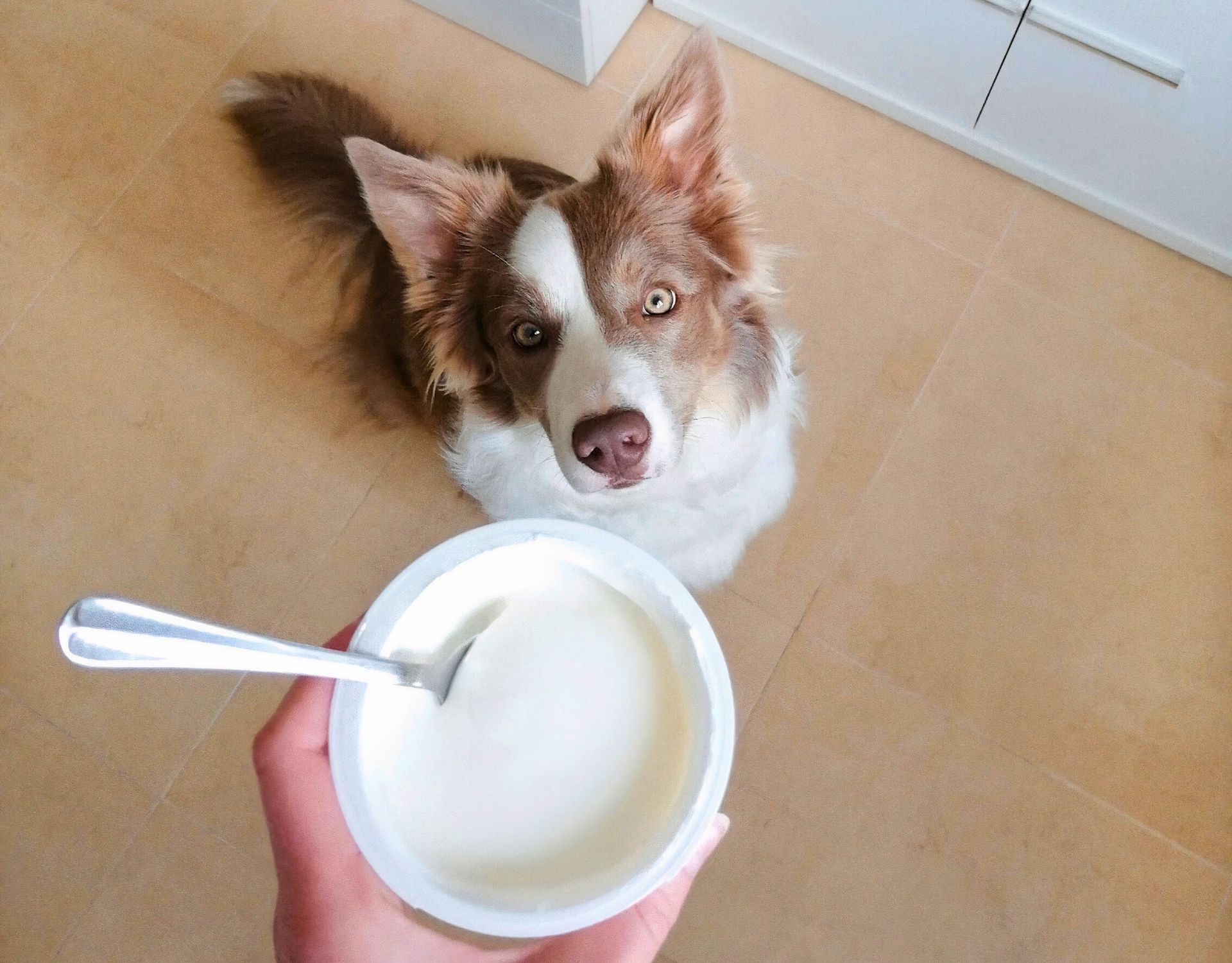 Dürfen Hunde veganen Joghurt essen? wmn